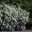 Spiraea vanhouttei: Bild 1/4