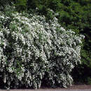 Spiraea vanhouttei - Pracht-Spierstrauch