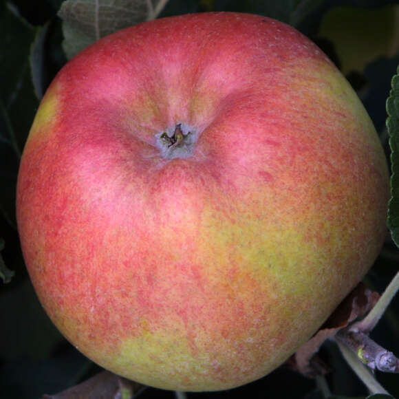 Malus domestica 'Berlepsch Gold Renette': Bild 1/3