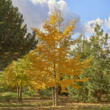 Ginkgo biloba - Ginkgo, Fächerblattbaum