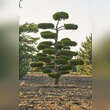 Juniperus virginiana 'Canaertii': Bild 1/4