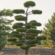 Juniperus virginiana 'Canaertii': Bild 1/4