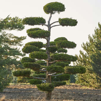 Juniperus virginiana 'Canaertii'