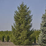 Picea abies - Heimische Fichte