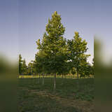 Platanus hispanica Dachform - Platane