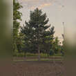 Pinus nigra austriaca: Bild 1/3