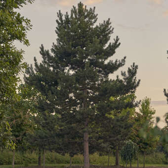 Pinus nigra austriaca