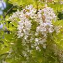 Robinia pseudoacacia 'Frisia' - Goldakazie