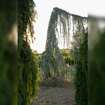 Cedrus libani 'Glauca Pendula'