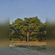 Pinus sylvestris: Bild 1/2