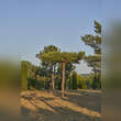 Pinus sylvestris: Bild 1/2
