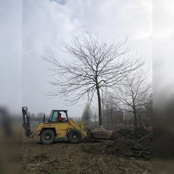 Gleditsia triacanthos 'Skyline'