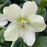 Helleborus orientalis 'Bouquet Lemon Yellow' - Schneerose