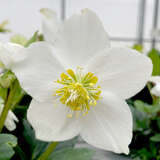 Helleborus niger 'Fina' - Schneerose