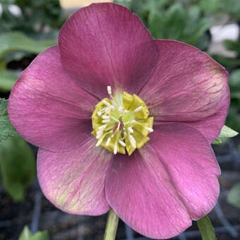 Helleborus orientalis 'Winter Spirit'