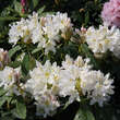 Rhododendron Hybride - weiß PG2: Bild 1/2