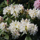 Rhododendron Hybride - weiß PG2 - Rhododendron