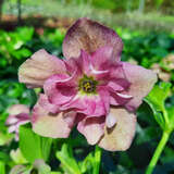 Helleborus orientalis 'Double Crispinus' - Schneerose