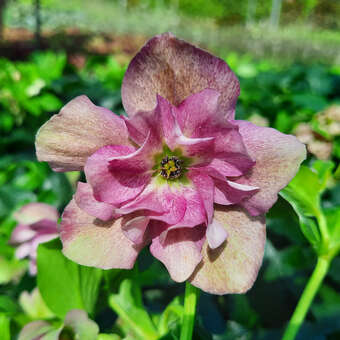 Helleborus orientalis 'Double Crispinus'