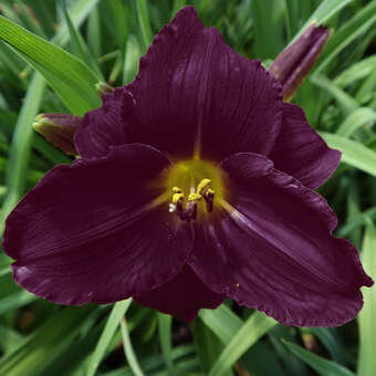 Hemerocallis 'Bela Lugosi'