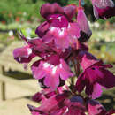 Penstemon 'Raven' - Bartfaden