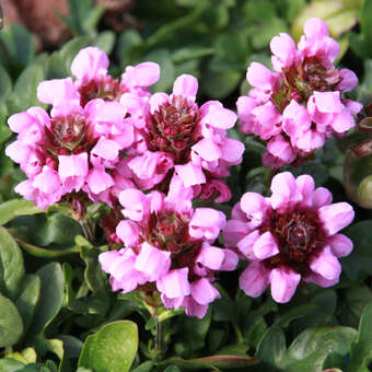Prunella webbiana 'Gruß aus Isernhagen'