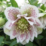 Helleborus orientalis 'Double Spring Freckles' - Schneerose