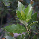 Immergrüne Eiche - Quercus kewensis