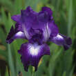 Iris germanica 'Exotic Star': Bild 1/1