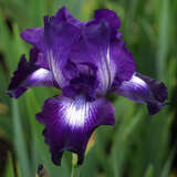 Iris germanica 'Exotic Star' - Hohe Schwertlilie, Iris