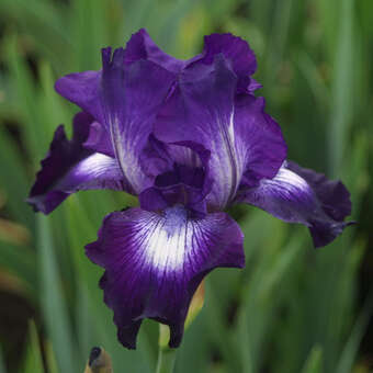 Iris germanica 'Exotic Star'