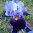 Iris germanica 'Magic Man': Bild 1/1