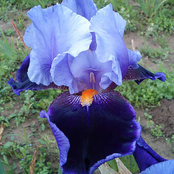Iris germanica 'Magic Man'
