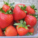 Fragaria ananassa  'San Andreas' - Monatserdbeere