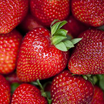 Fragaria ananassa 'Korona'