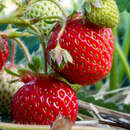 Fragaria ananassa  'Dream' - Ananaserdbeere