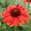Echinacea purpurea 'Papallo Classic Orange Rose': Bild 1/1