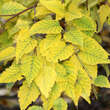 Betula albosinensis 'Hergest': Bild 1/2