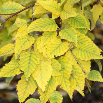 Betula albosinensis 'Hergest'