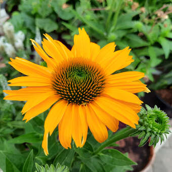 Echinacea purpurea 'Papallo Classic Deep Yellow'