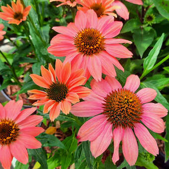 Echinacea purpurea 'Papallo Classic Dragon Fruit'