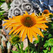 Echinacea purpurea 'Papallo Classic Deep Yellow': Bild 4/4