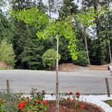 Ginkgo biloba 'Horizontalis' - Schirm-Ginkgo