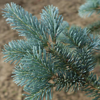 Abies lasiocarpa 'Argentea': Bild 2/2
