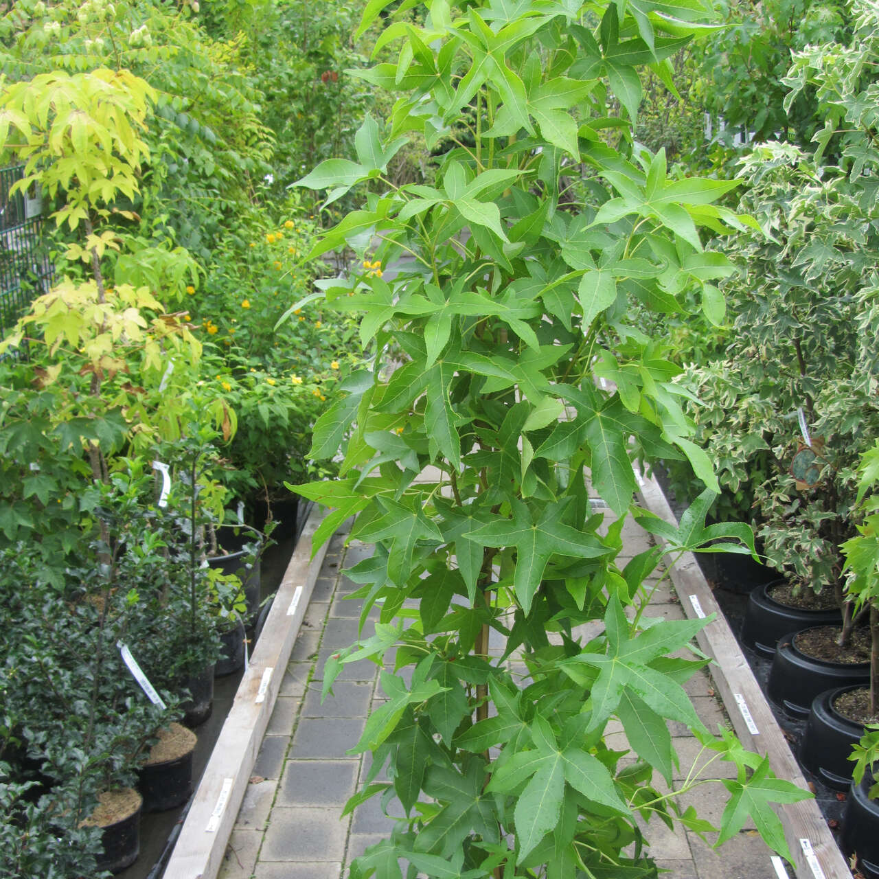 SäulenAmberbaum Liquidamber st.'Slender Silhouette' grün