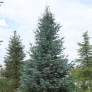 Abies lasiocarpa 'Argentea' - Korksilbertanne