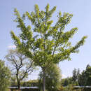 Ginkgo biloba 'Princeton Sentry' - Säulen-Ginkgo