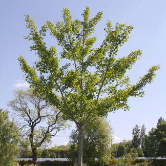Ginkgo biloba 'Princeton Sentry'
