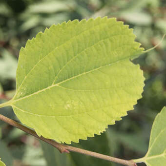 Celtis koraiensis: Bild 2/3
