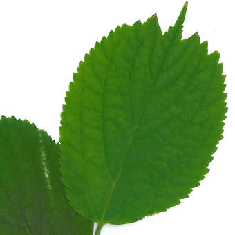 Celtis koraiensis: Bild 3/3